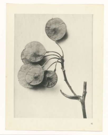Plant Study