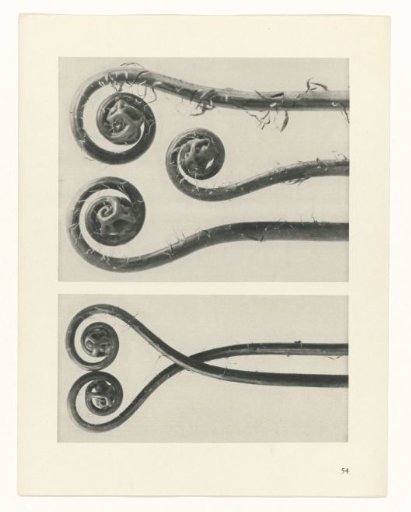 Plant Study