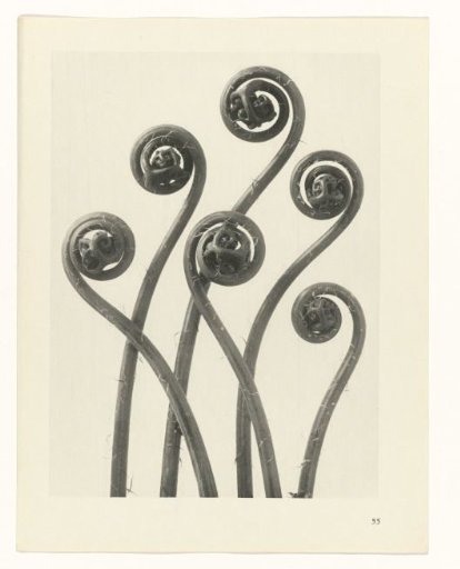 Plant Study