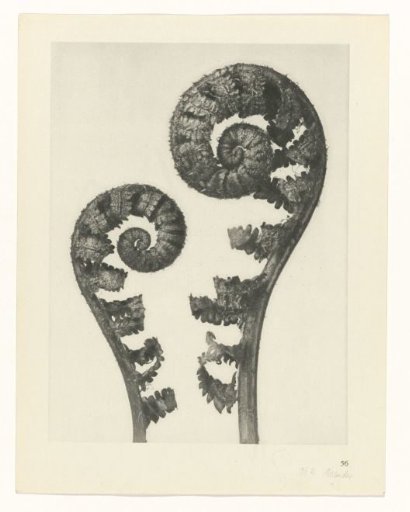 Plant Study
