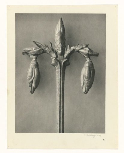 Plant Studies