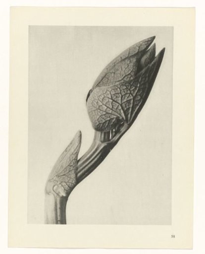 Plant Study