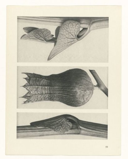 Plant Study
