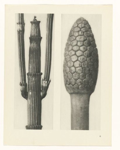 Plant Study
