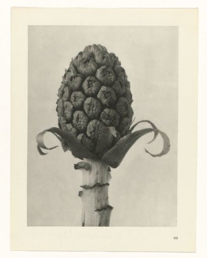 Plant Study