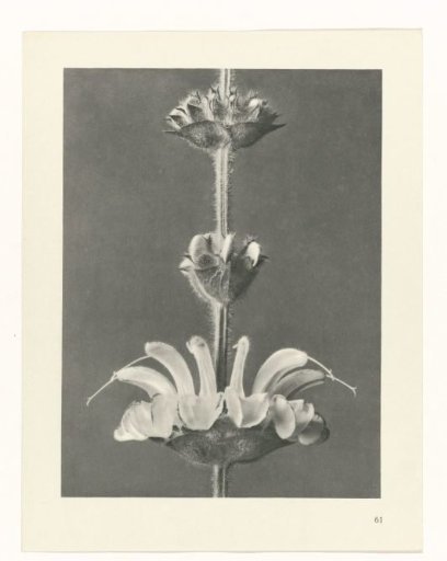 Plant Study