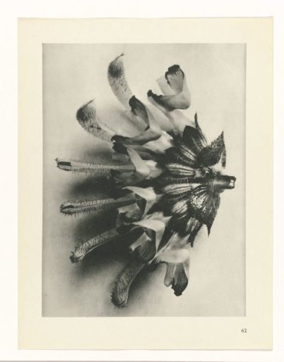 Plant Study