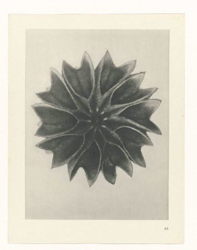 Plant Study