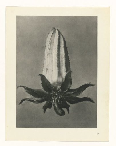 Plant Study
