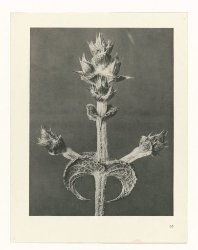 Plant Study