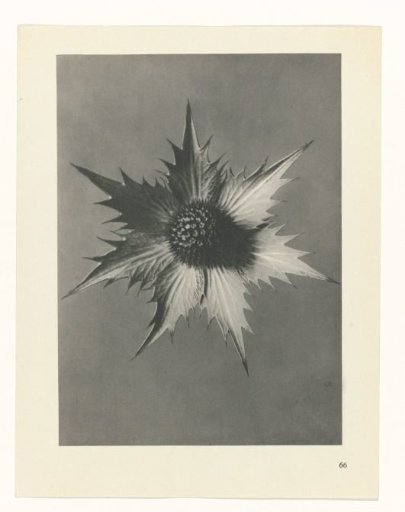 Plant Study