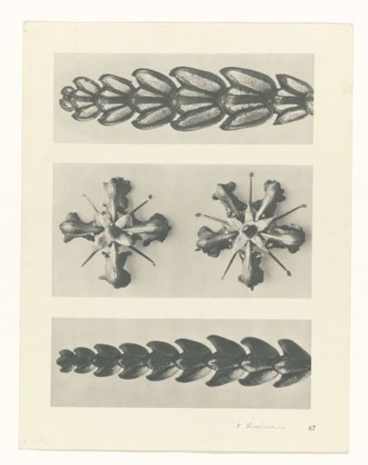 Plant Study