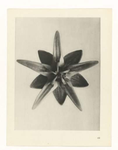 Plant Study