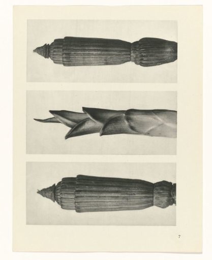 Plant Study