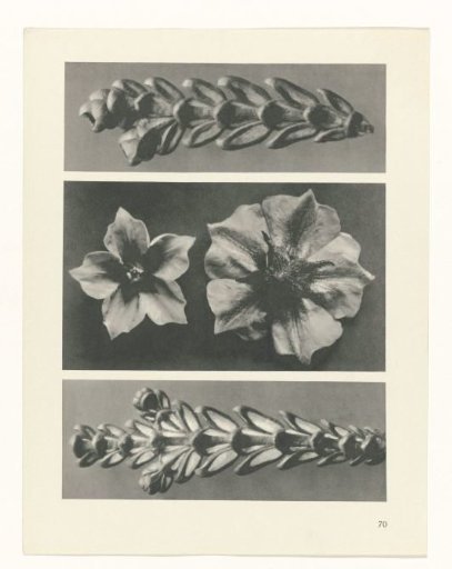 Plant Study