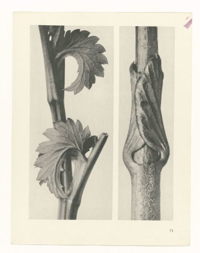 Plant Study