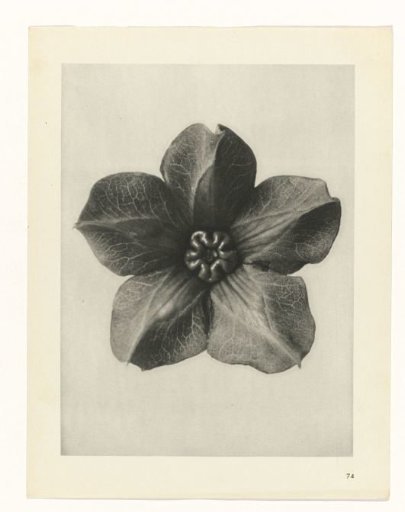 Plant Study