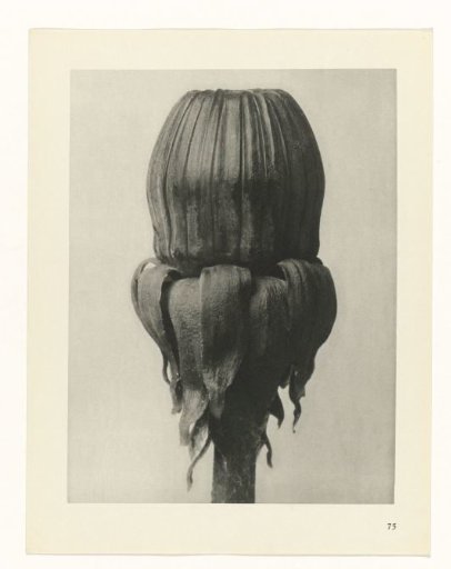 Plant Study