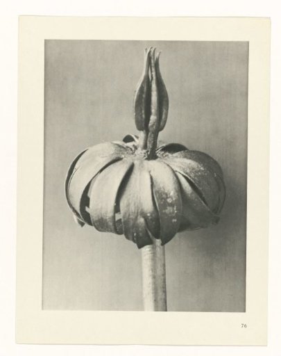 Plant Study