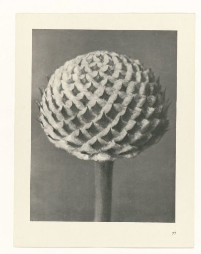 Plant Study