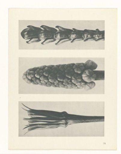 Plant Study