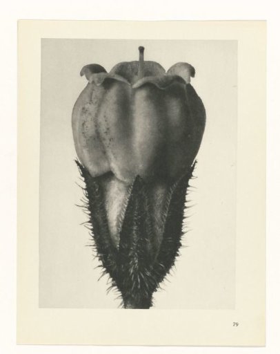 Plant Study