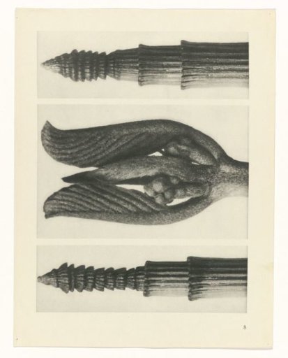 Plant Study