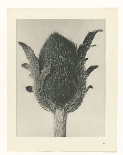 Plant Study