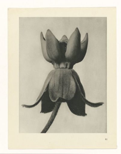 Plant Study