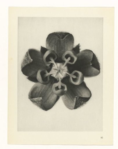 Plant Study