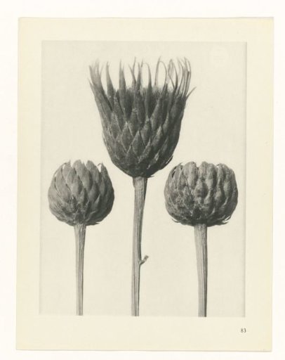 Plant Study