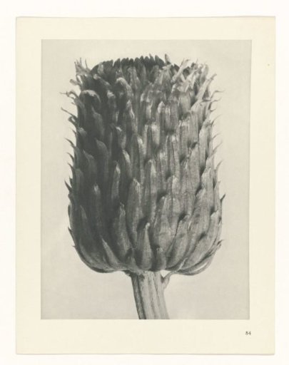 Plant Study
