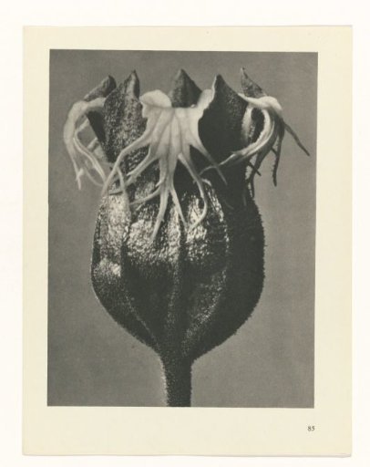 Plant Study