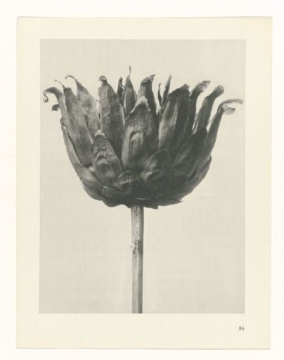 Plant Study
