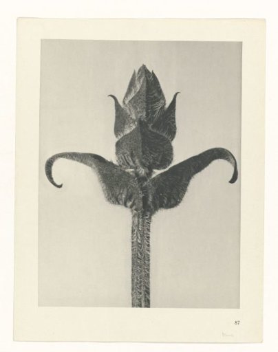 Plant Study