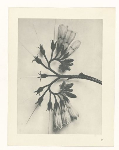 Plant Study