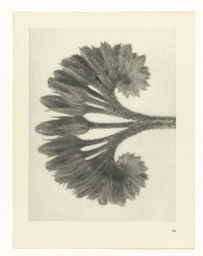 Plant Study