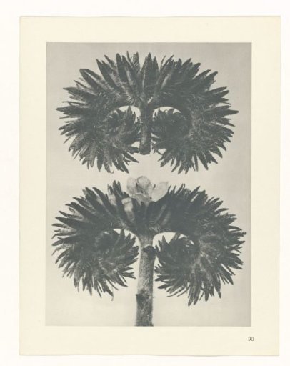 Plant Study