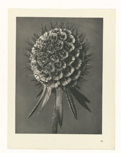 Plant Study