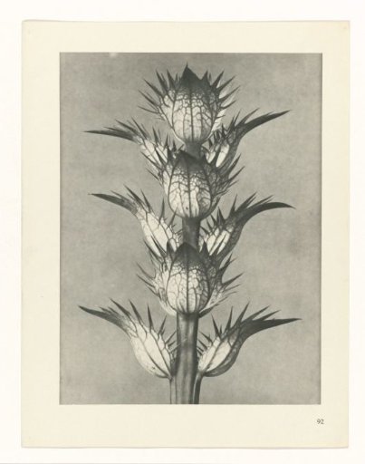 Plant Study