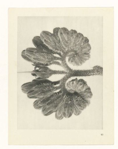 Plant Study