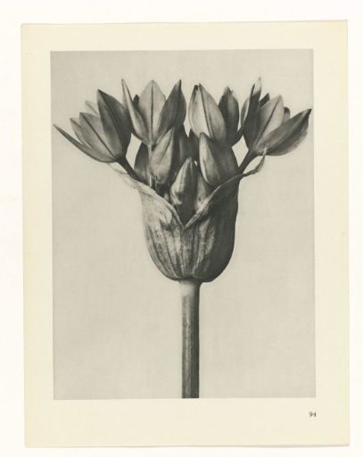 Plant Study