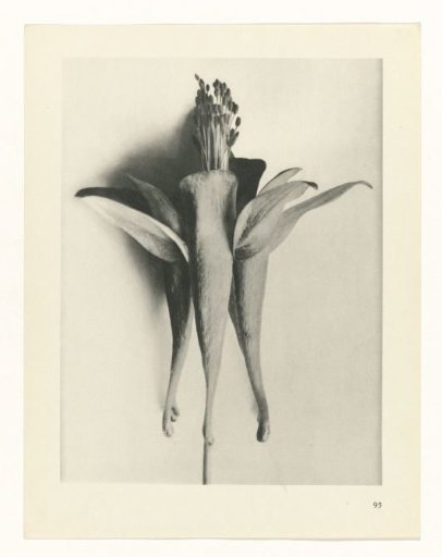 Plant Study