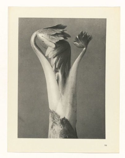 Plant Study