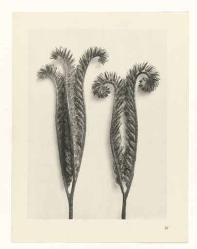 Plant Study