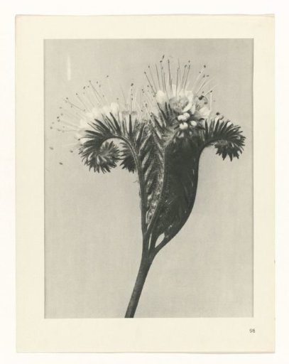 Plant Study