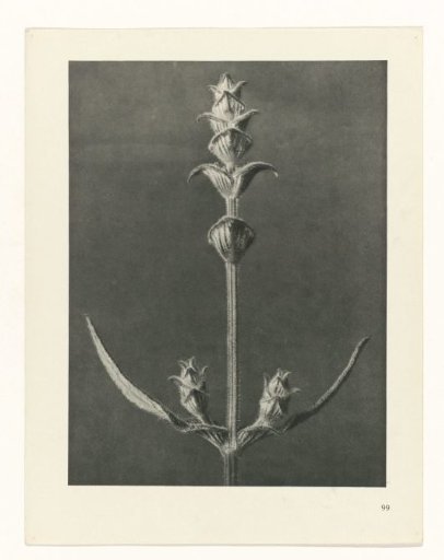 Plant Study