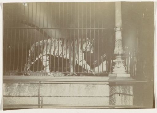 Tiger in a Cage in a Menagerie
