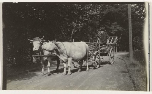Cart with Two Oxen
