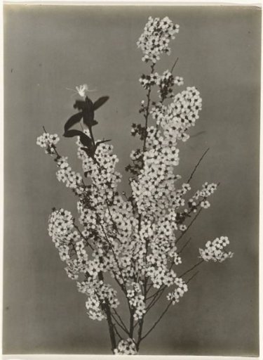 Flowering branches, Spiraea Arguta